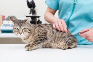Các loại vắc xin phòng ngừa 4 bệnh cho mèo