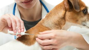Vacxin 5 bệnh cho chó là gì?